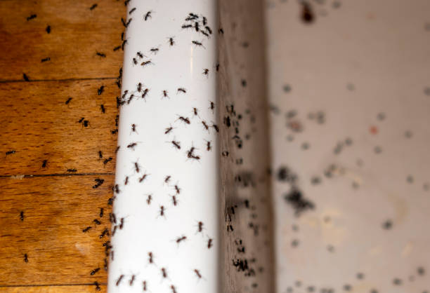Best Residential Pest Control  in South Holland, IL