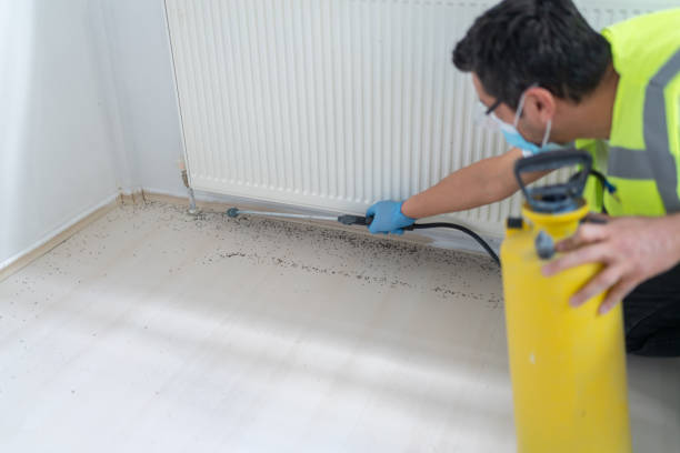 Best Termite Control Services  in South Holland, IL