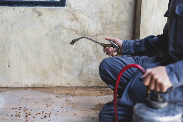 Best Affordable Pest Control Services  in South Holland, IL